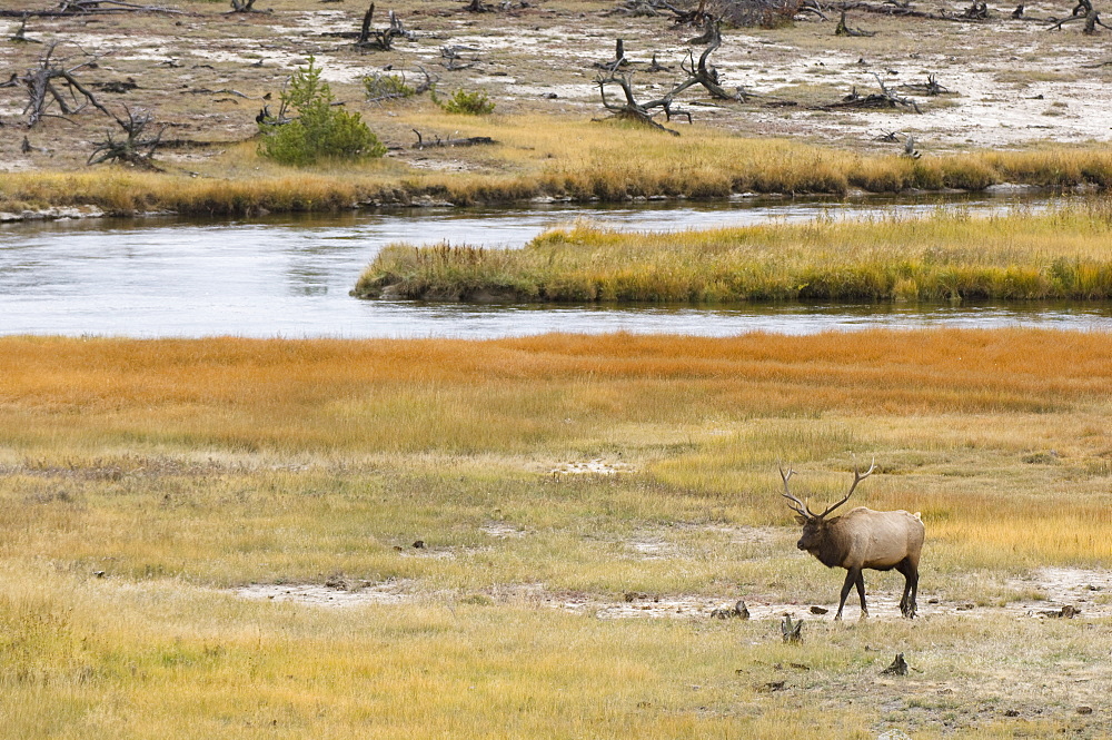 Bull elk near Firehole River, Yellowstone National Park, UNESCO World Heritage Site, Wyoming, United States of America, North America