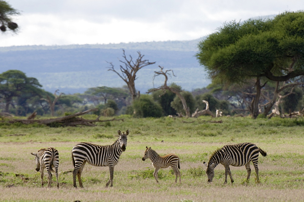 Zebras, Amboseli National Park, Kenya, East Africa, Africa