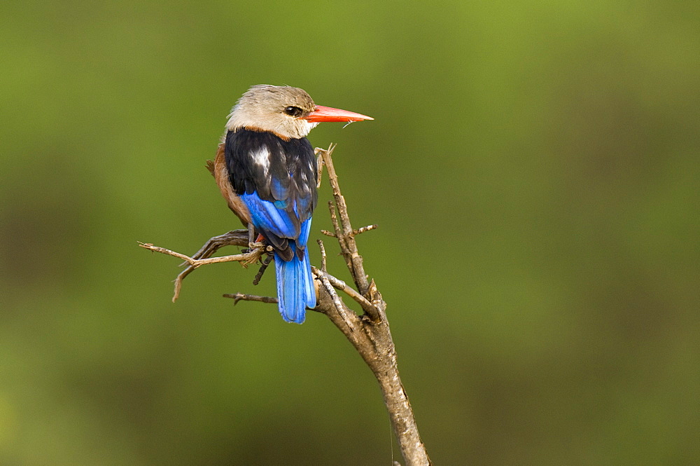 Brown-hooded kingfisher, Meru National Park, Kenya, East Africa, Africa