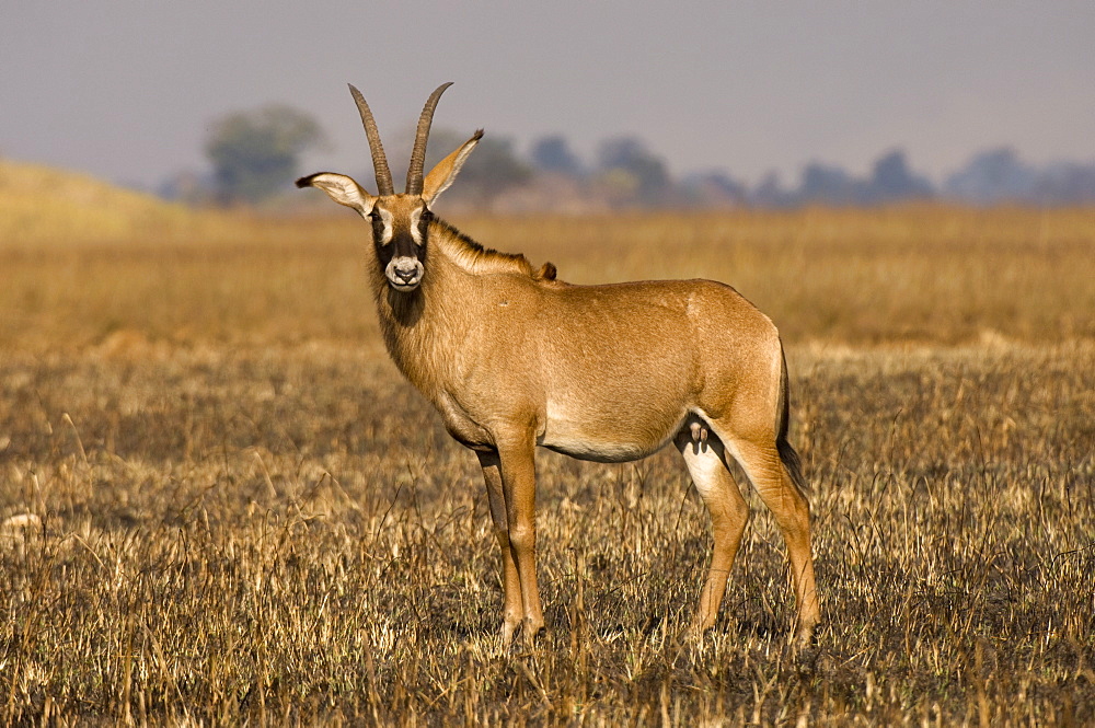 Roan antelope, Busanga Plains, Kafue National Park, Zambia, Africa