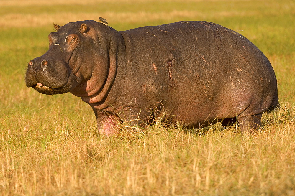 Hippopotamus, Busanga Plains, Kafue National Park, Zambi, Africa