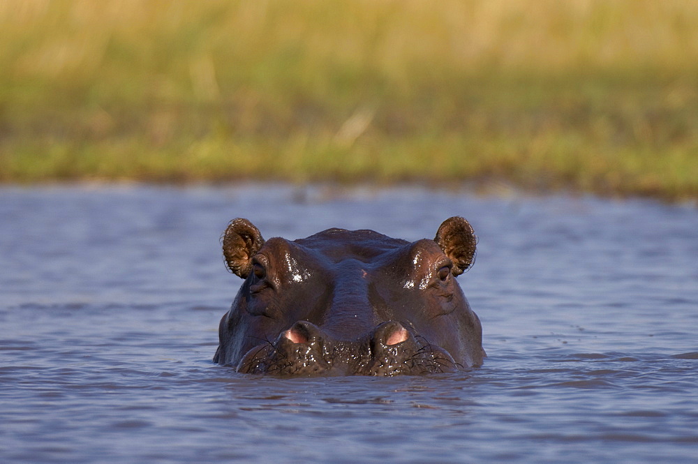 Hippopotamus (Hippopotamus amphibius), Busanga Plains, Kafue National Park, Zambia, Africa