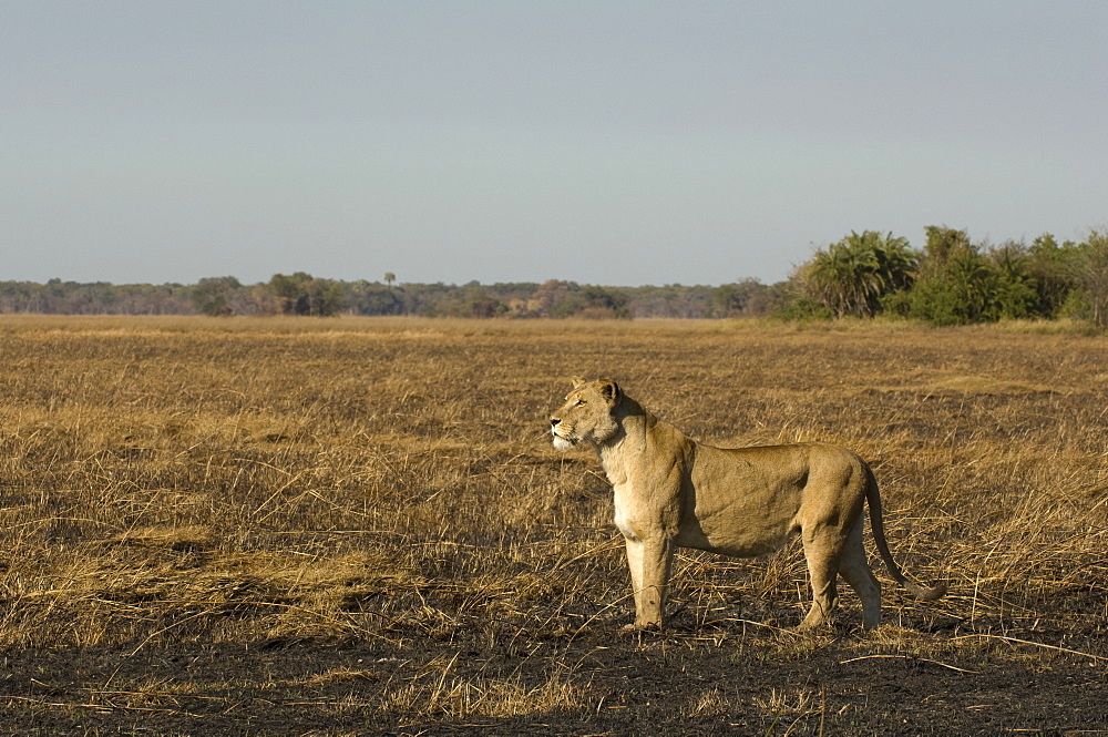 Lioness, Busanga Plains, Kafue National Park, Zambia, Africa