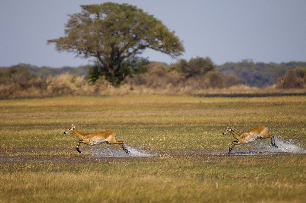 Puku (Kobus vardonii), Busanga Plains, Kafue National Park, Zambia, Africa