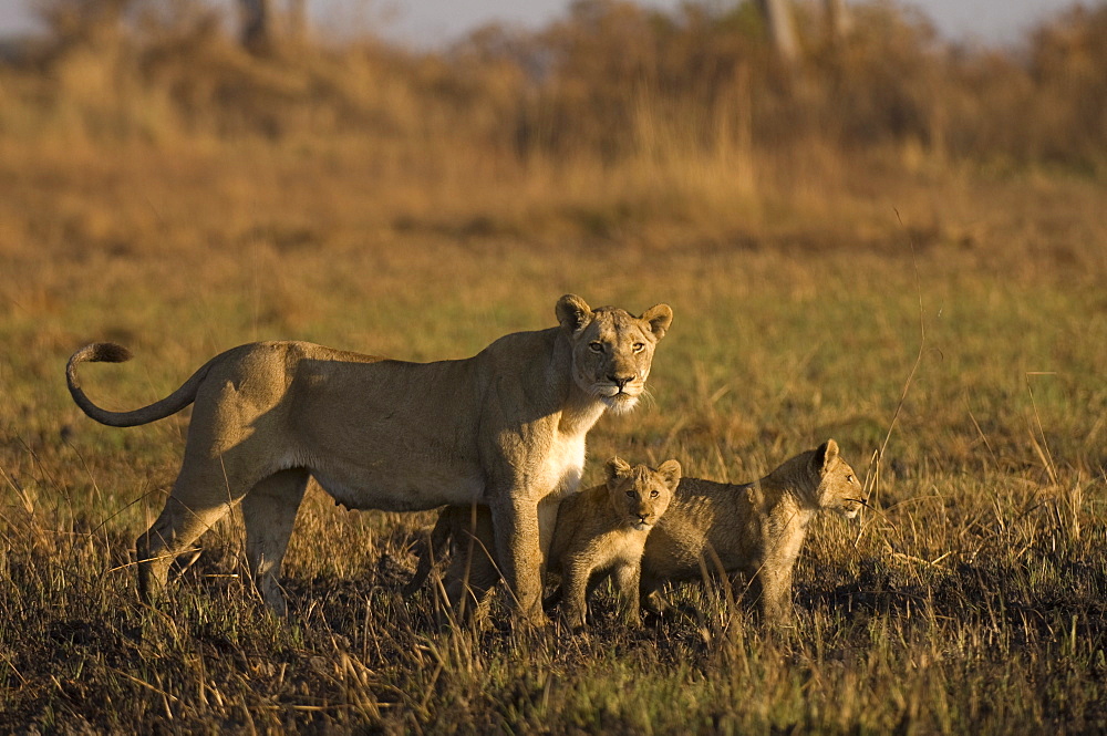 Lioness and cubs, Busanga Plains, Kafue National Park, Zambia, Africa