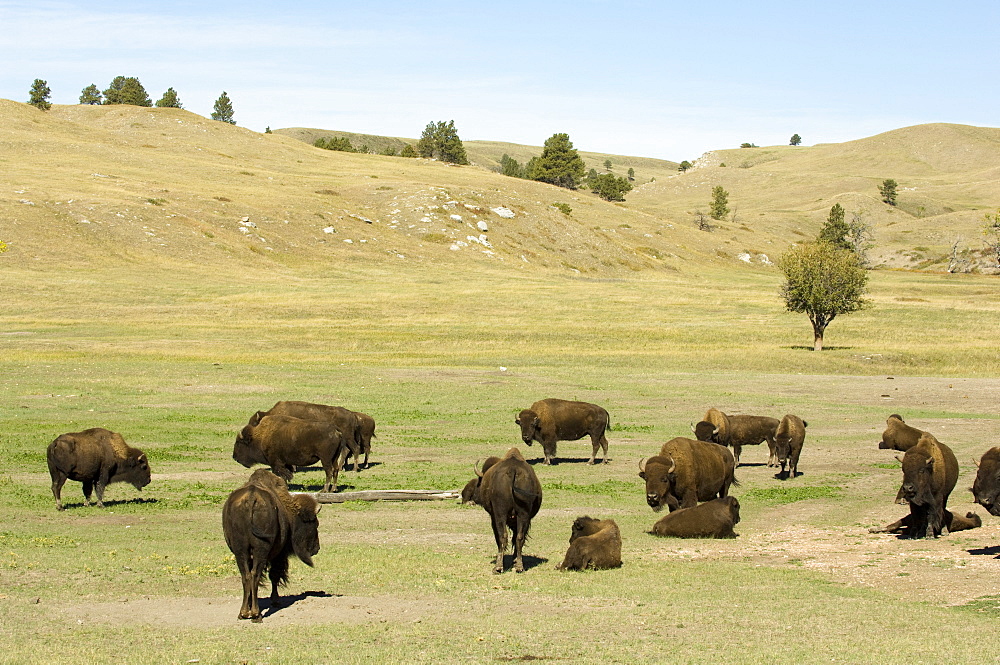 Bison Herd, Custer State Park, Black Hills, South Dakota, United States of America, North America