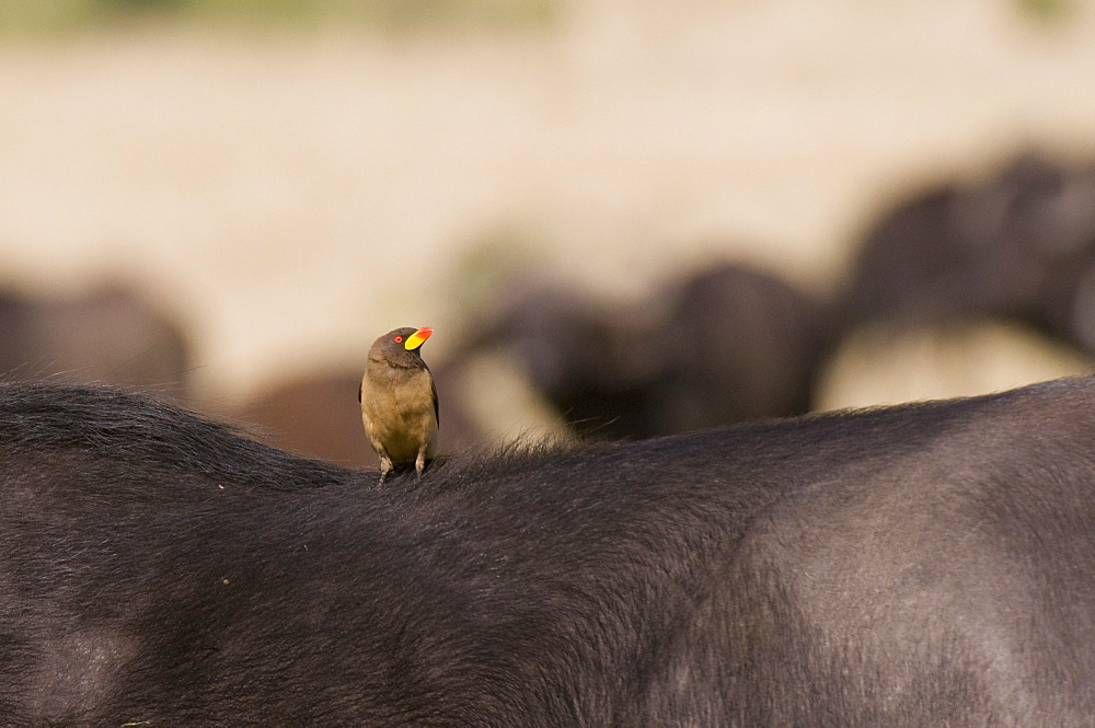 Red-billed oxpecker (Buphagus erythrorhynchus) on Cape buffalo back, Masai Mara National Reserve, Kenya, East Africa, Africa