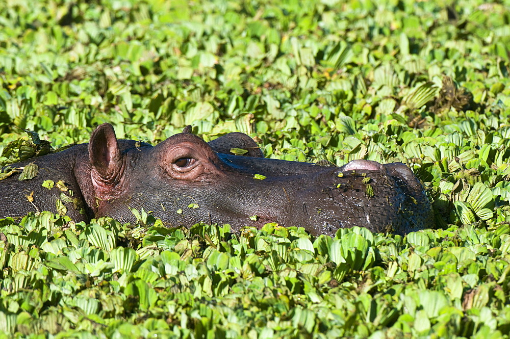 Hippopotamus (Hippopotamus amphibious), Masai Mara National Reserve, Kenya, East Africa, Africa