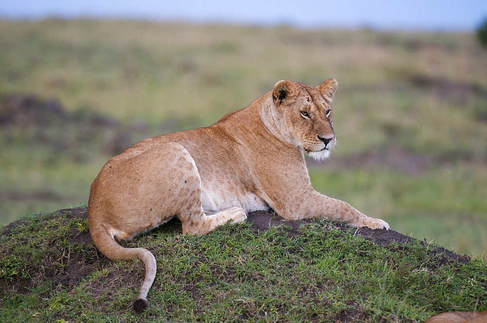 Lioness (Panthera leo), Masai Mara National Reserve, Kenya, East Africa, Africa