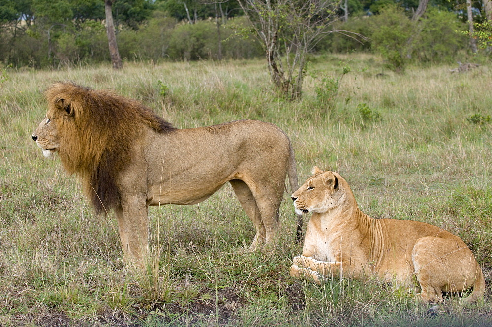 Lion pair (Panthera leo), Masai Mara National Reserve, Kenya, East Africa, Africa