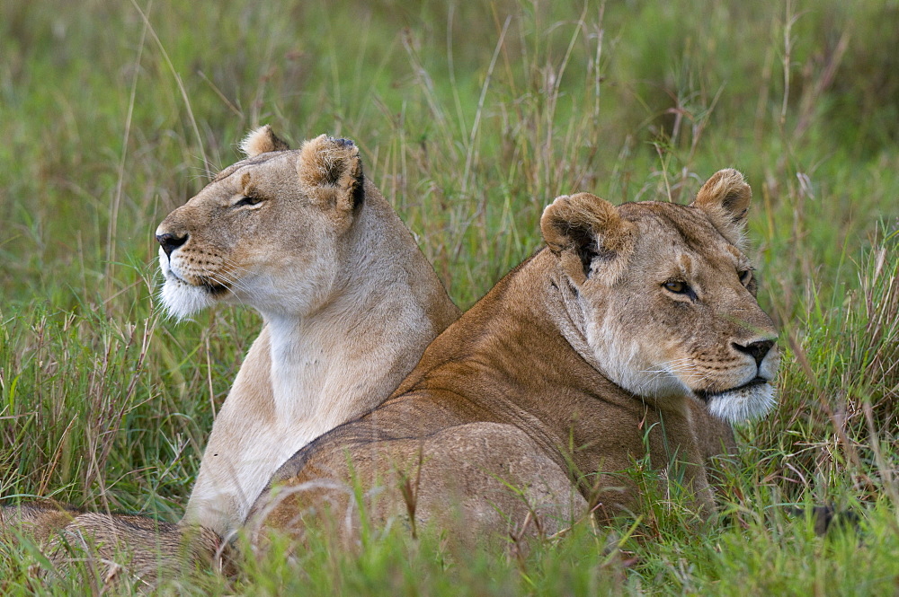 Lionesses (Panthera leo), Masai Mara National Reserve, Kenya, East Africa, Africa