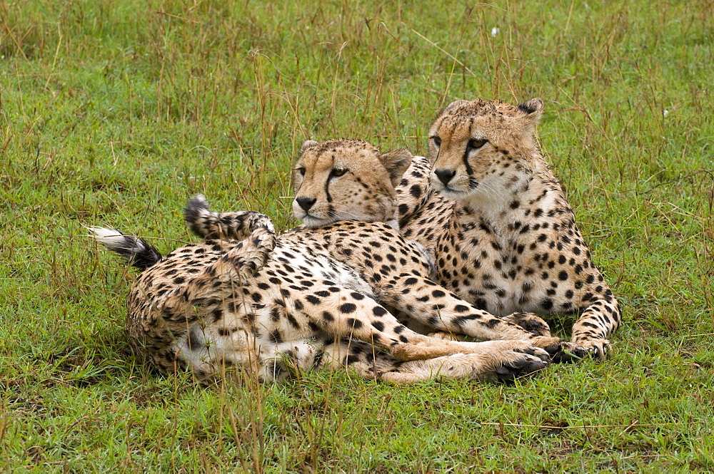 Cheetah (Acinonyx jubatus), Masai Mara National Reserve, Kenya, East Africa, Africa