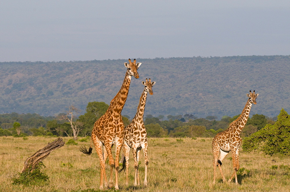 Masai giraffe (Giraffa camelopardalis), Masai Mara National Reserve, Kenya, East Africa, Africa