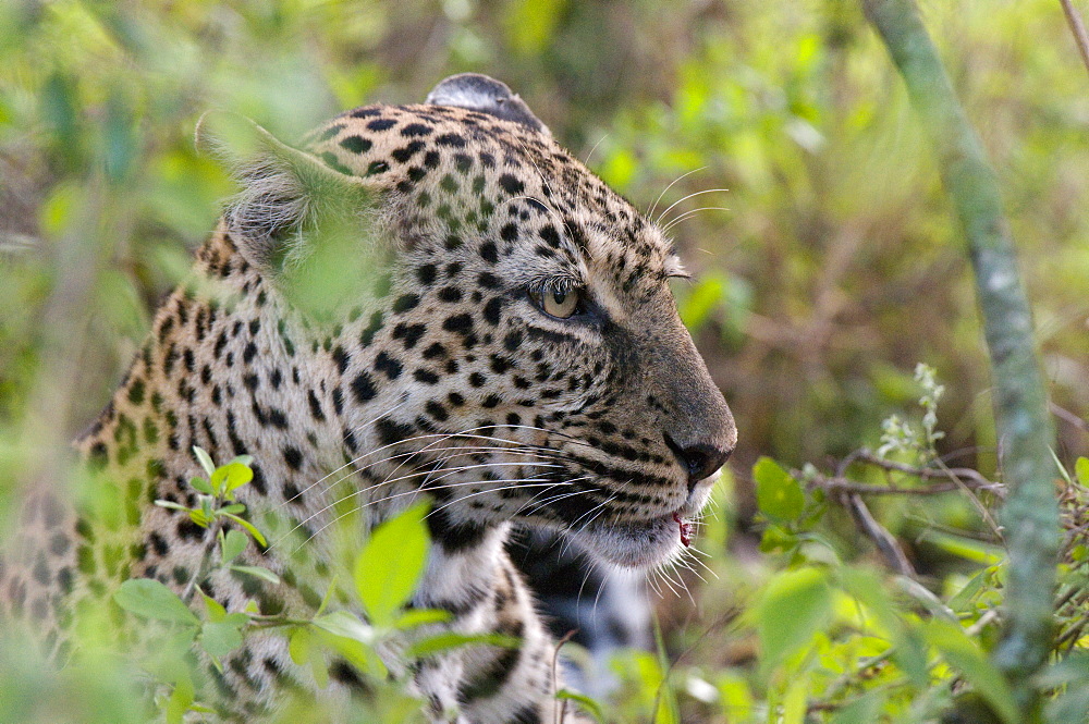 Leopard (Panthera pardus) with impala kill, Masai Mara National Reserve, Kenya, East Africa, Africa