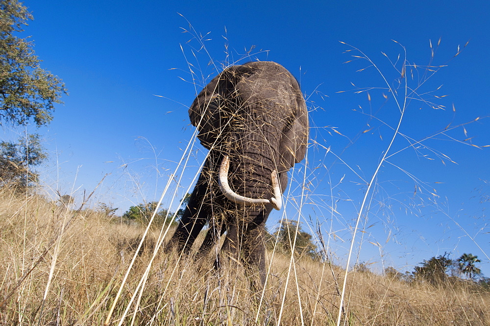 Elephant (Loxodonta africana), Abu Camp, Okavango Delta, Botswana, Africa