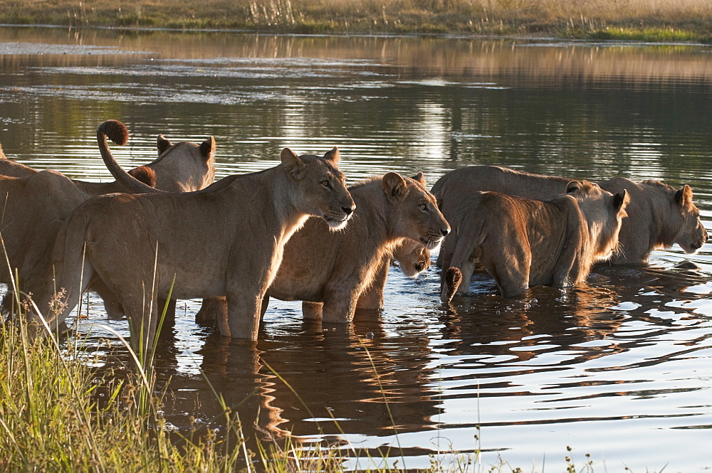 Lion pride (Panthera leo) crossing Savute Channel, Linyanti, Botswana, Africa