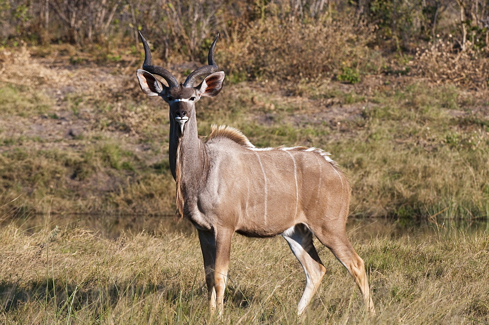 Kudu (Tragelaphus strepsiceros), Savute Channel, Linyanti, Botswana, Africa