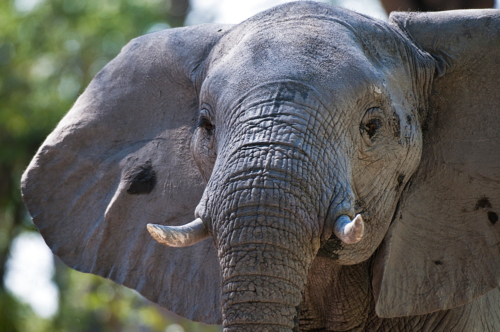 Elephant (Loxodonta africana), Savute Channel, Linyanti, Botswana, Africa