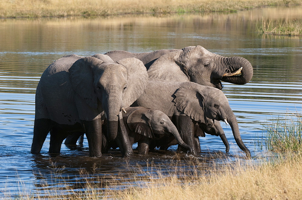 Elephant (Loxodonta africana), Savute Channel, Linyanti, Botswana, Africa