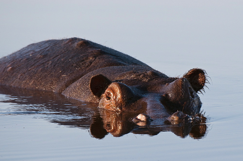 Hippopotamus (Hippopotamus amphibius), Savute Channel, Linyanti, Botswana, Africa