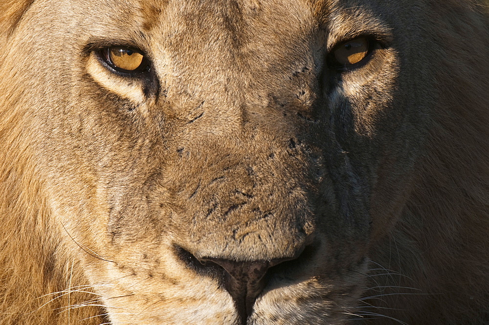 Lion (Panthera leo), Savute Channel, Linyanti, Botswana, Africa