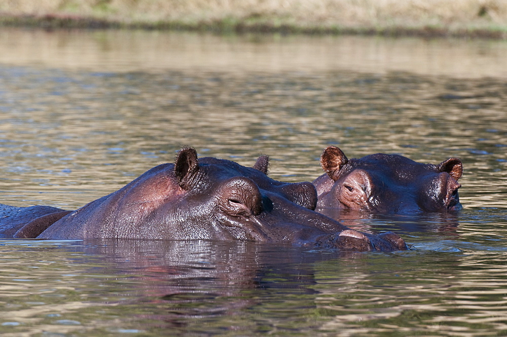 Hippopotamus (Hippopotamus amphibius), Savute Channel, Linyanti, Botswana, Africa