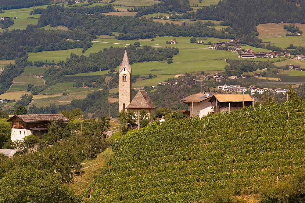 Vineyards, Tiso, Funes Valley (Villnoss), Dolomites, Trentino Alto Adige, South Tyrol, Italy, Europe