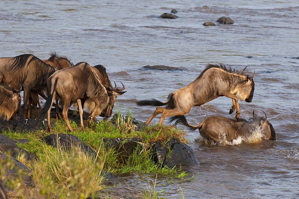 Wildebeest crossing Mara River during annual migration, Masai Mara, Kenya, East Africa, Africa