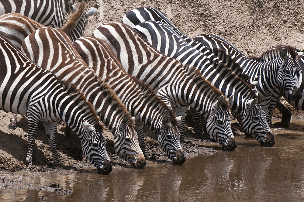 Zebra (Equus quagga), Masai Mara, Kenya, East Africa, Africa