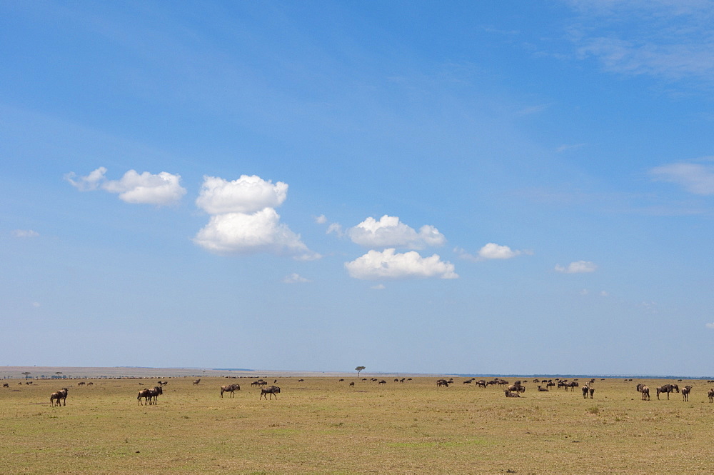 Wildebeest (Connochaetes taurinus), Masai Mara, Kenya, East Africa, Africa