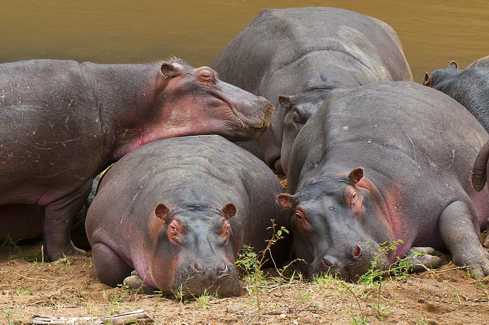 Hippopotamus (Hippopotamus amphibius), Masai Mara, Kenya, East Africa, Africa