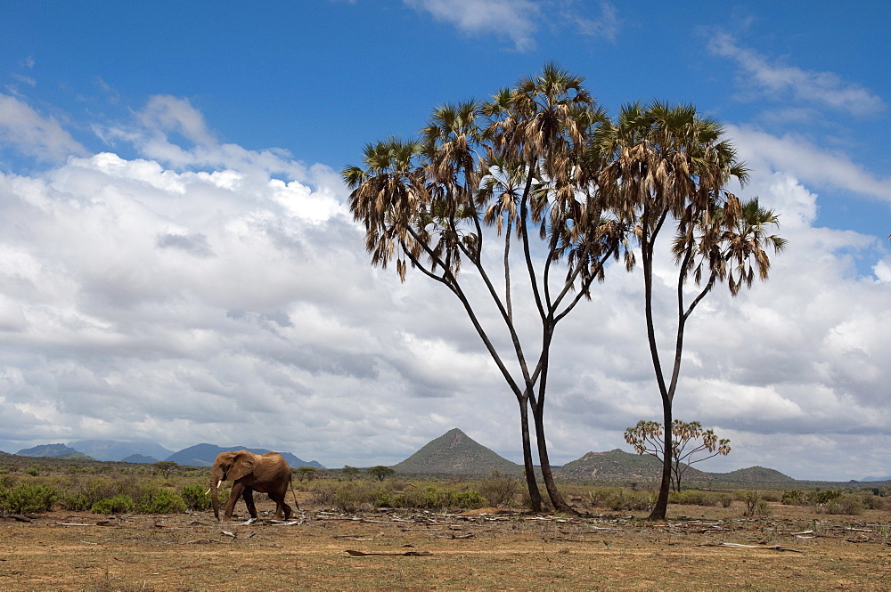 African elephant (Loxodonta africana) walking near a doum palm (Hyphaene coriacea), Samburu National Park, Kenya, East Africa, Africa