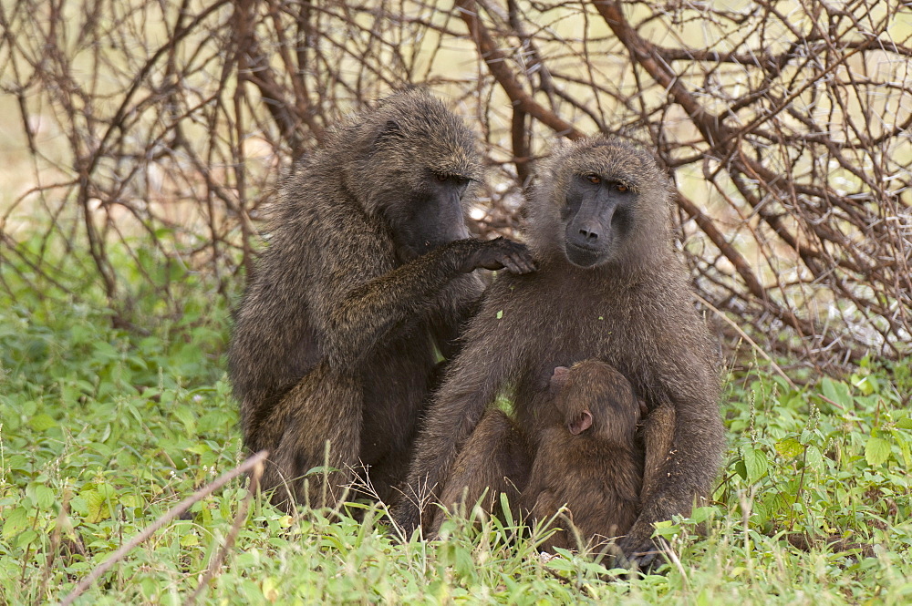 Olive baboon (Papio anubis), Samburu National Park, Kenya, East Africa, Africa