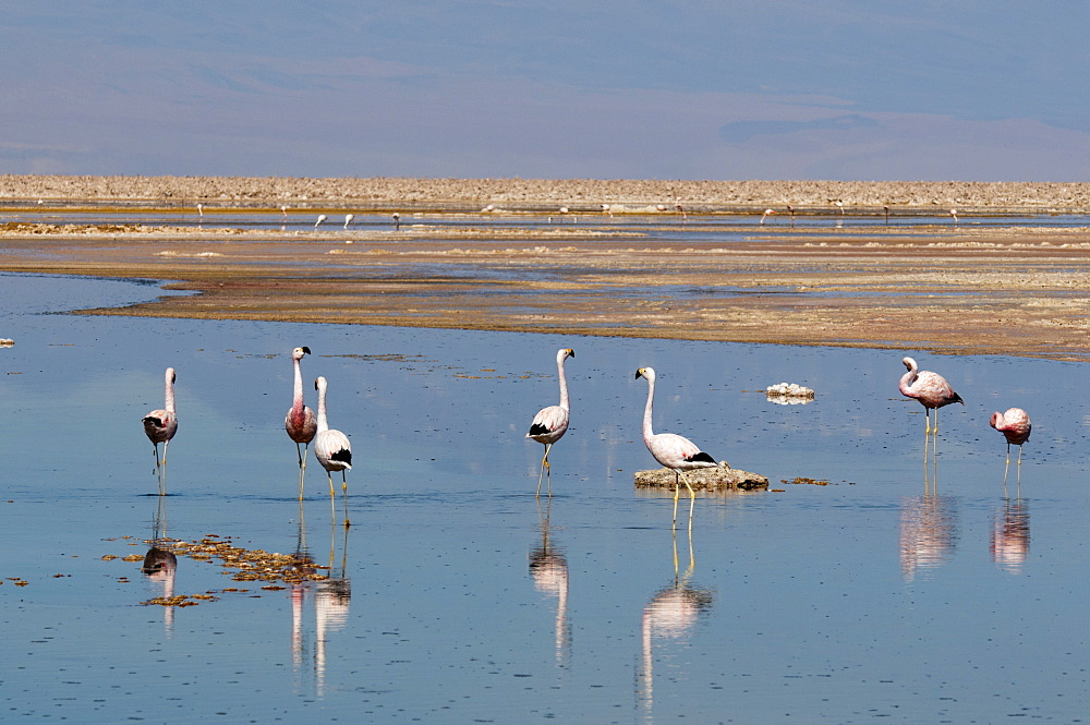 Chilean Flamingo (Phoenicopterus chilensis), Laguna Chaxa, Salar de Atacama, Atacama Desert, Chile, South America