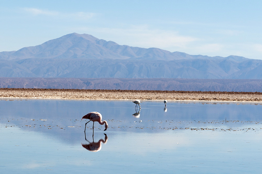 Chilean Flamingo (Phoenicopterus chilensis), Laguna Chaxa, Salar de Atacama, Atacama Desert, Chile, South America