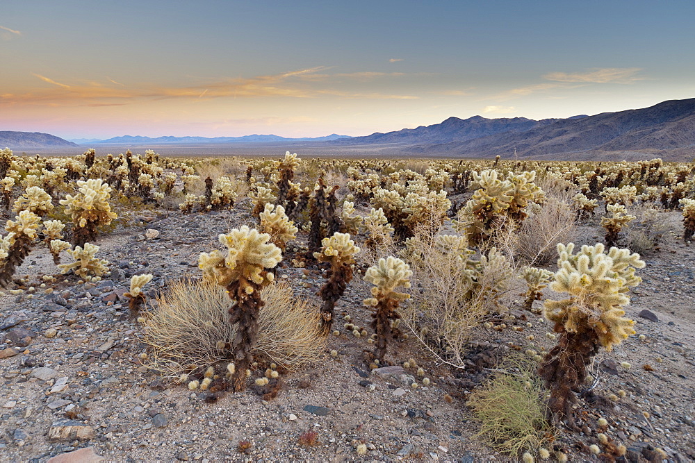 Cholla Cactus Garden, Joshua Tree National Park, California, United States of America, North America