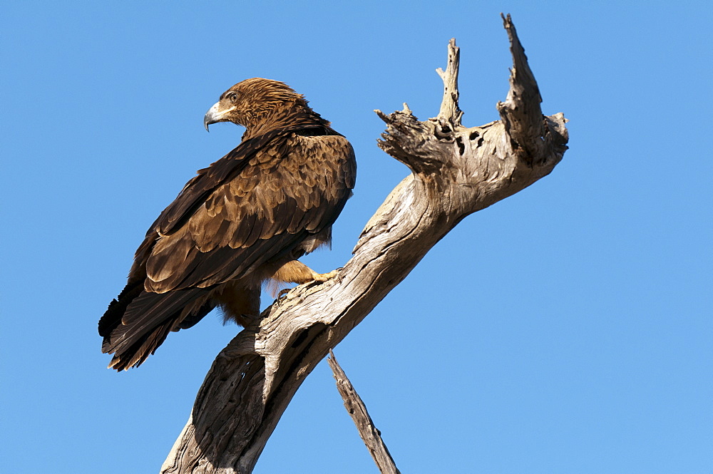 Tawny eagle (Aquila rapax), Lualenyi Game Reserve, Kenya, East Africa, Africa