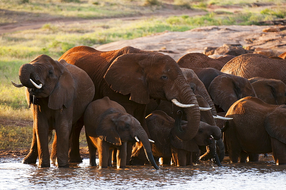 Elephants (Loxodonta africana), Lualenyi Game Reserve, Kenya, East Africa, Africa