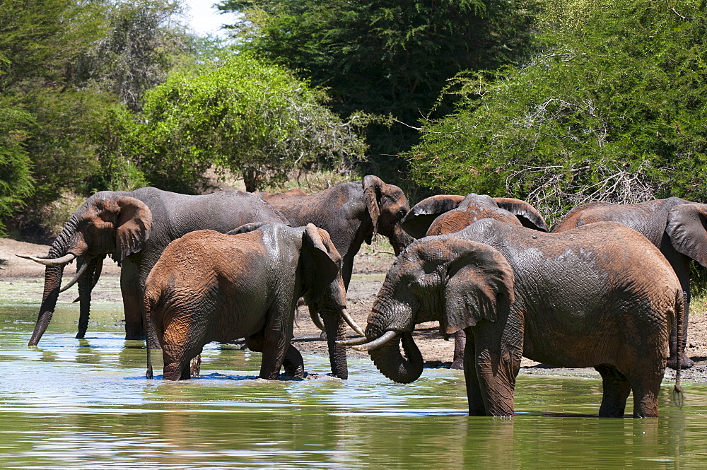 Elephants (Loxodonta africana), Lualenyi Game Reserve, Kenya, East Africa, Africa