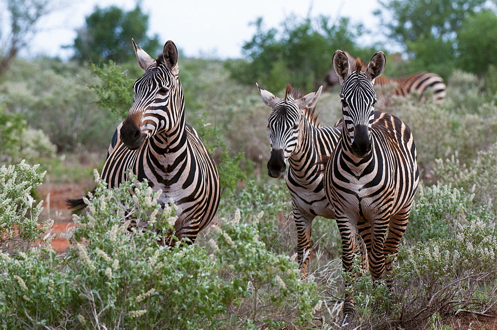 Grant's zebra (Equus quagga boehmi), Lualenyi Game Reserve, Kenya, East Africa, Africa