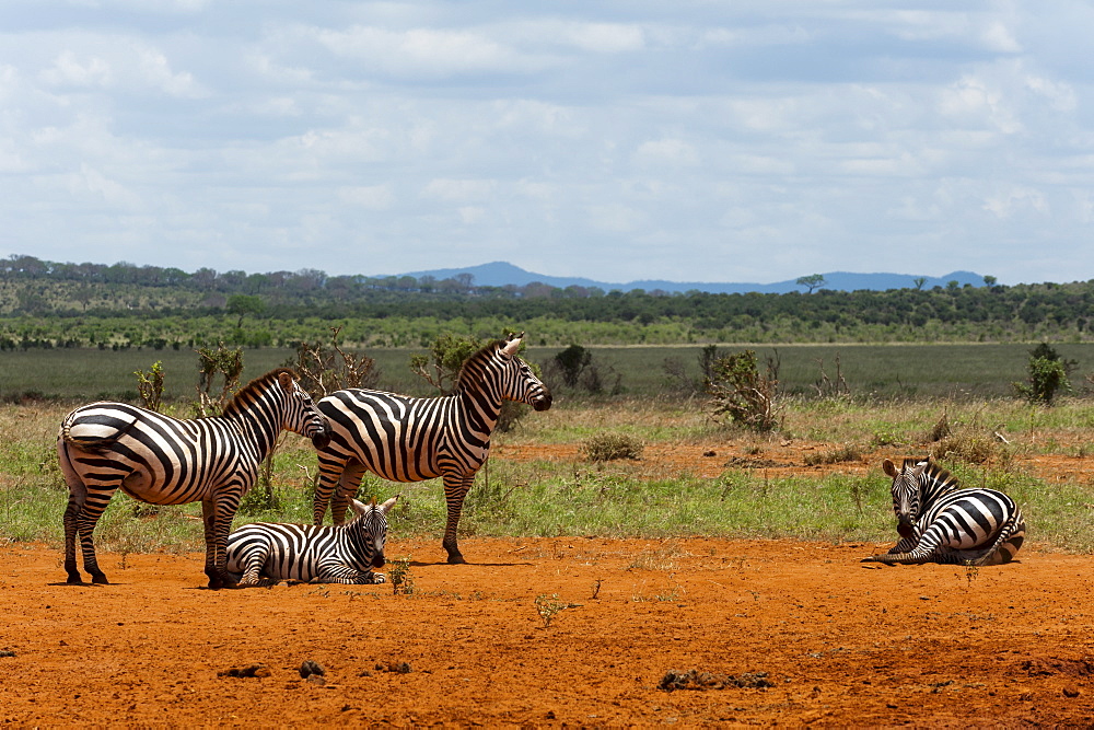 Grant's zebra (Equus burchellii boehmi), Tsavo East National Park, Kenya, East Africa, Africa