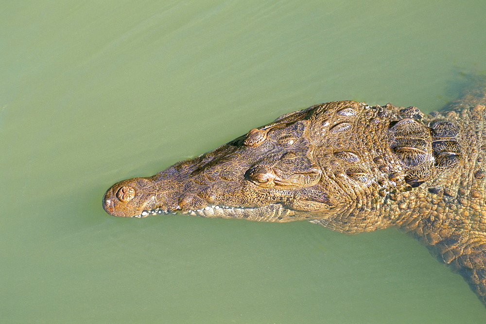 Crocodile, Black River, St. Elizabeth, Jamaica, West Indies, Central America