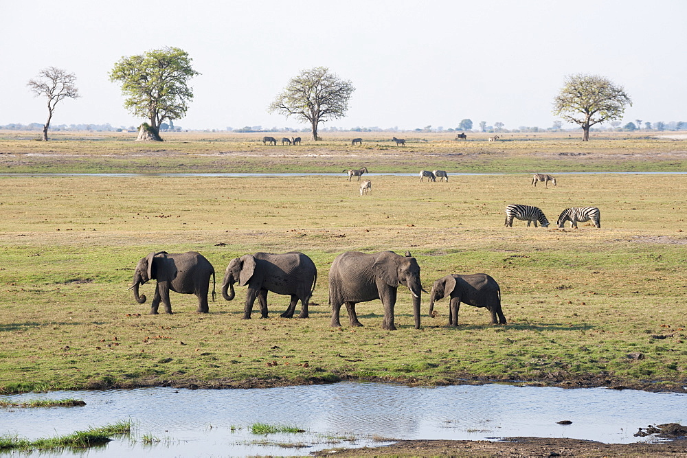 Elephants (Loxodonta africana), Chobe National Park, Botswana, Africa