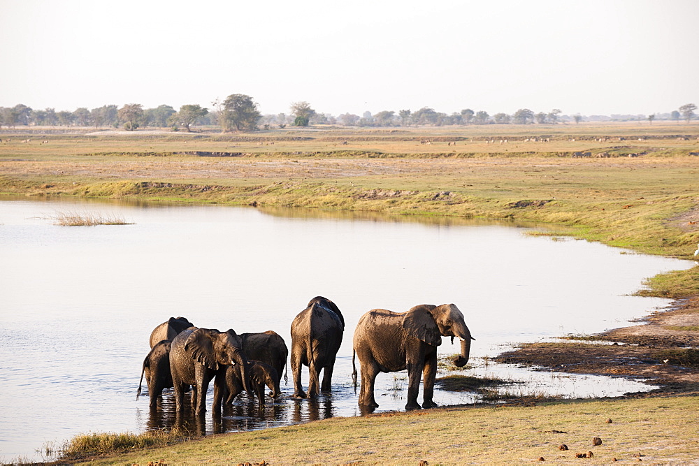 Elephants (Loxodonta africana), Chobe National Park, Botswana, Africa