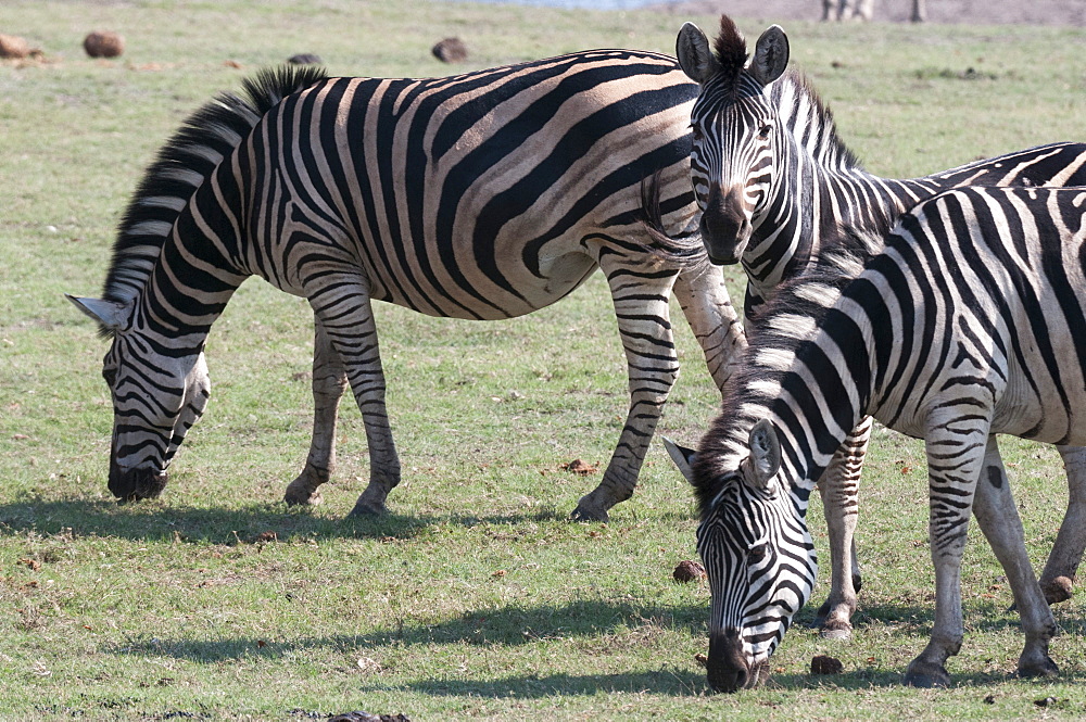 Common zebras (Equus quagga), Chobe National Park, Botswana, Africa