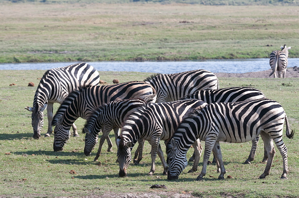 Common zebras (Equus quagga), Chobe National Park, Botswana, Africa