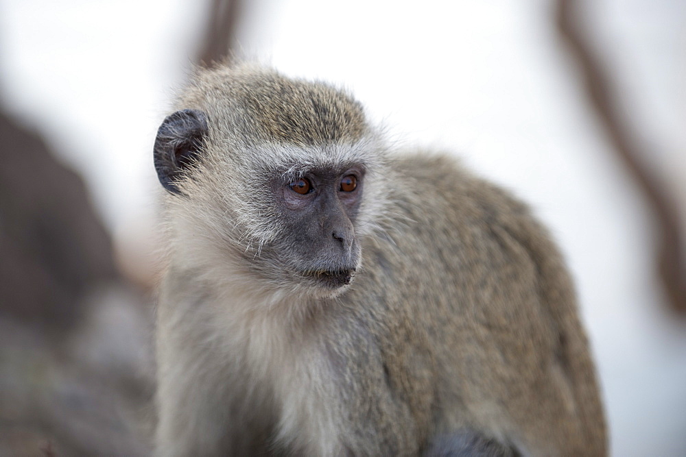 Vervet monkey (Cercopithecus aethiops), Chobe National Park, Botswana, Africa