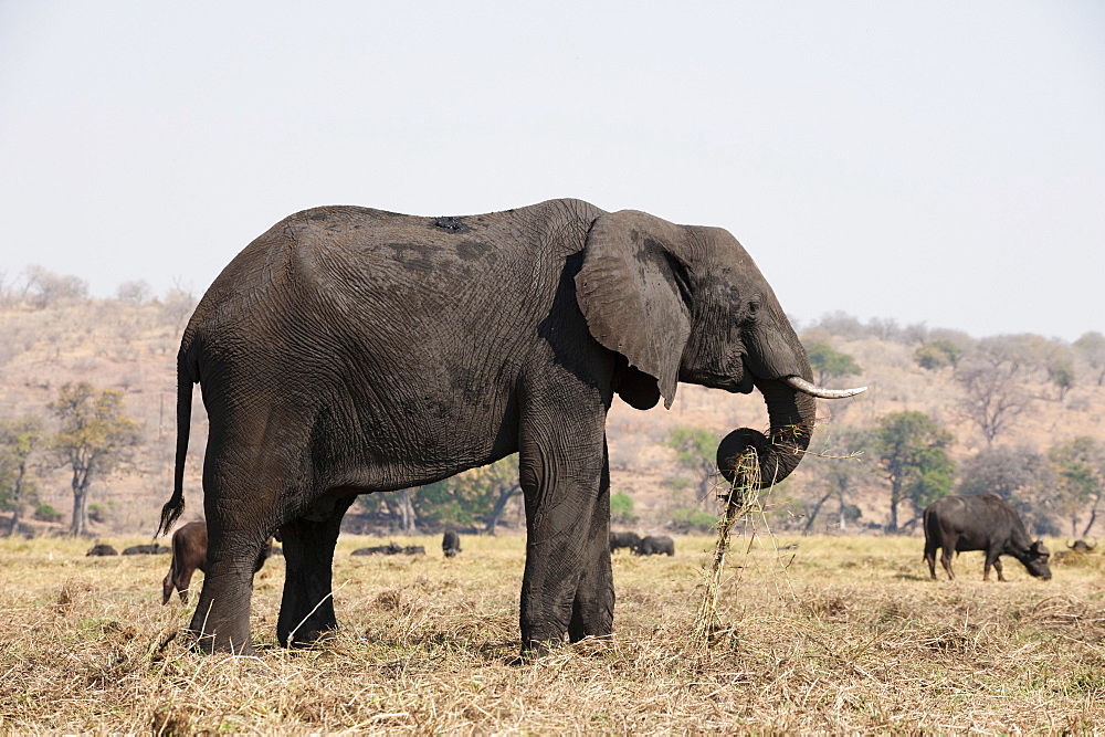 Elephant (Loxodonta africana), Chobe National Park, Botswana, Africa