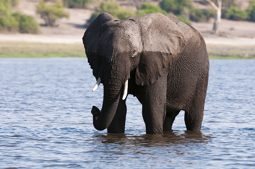 Elephant (Loxodonta africana), Chobe National Park, Botswana, Africa