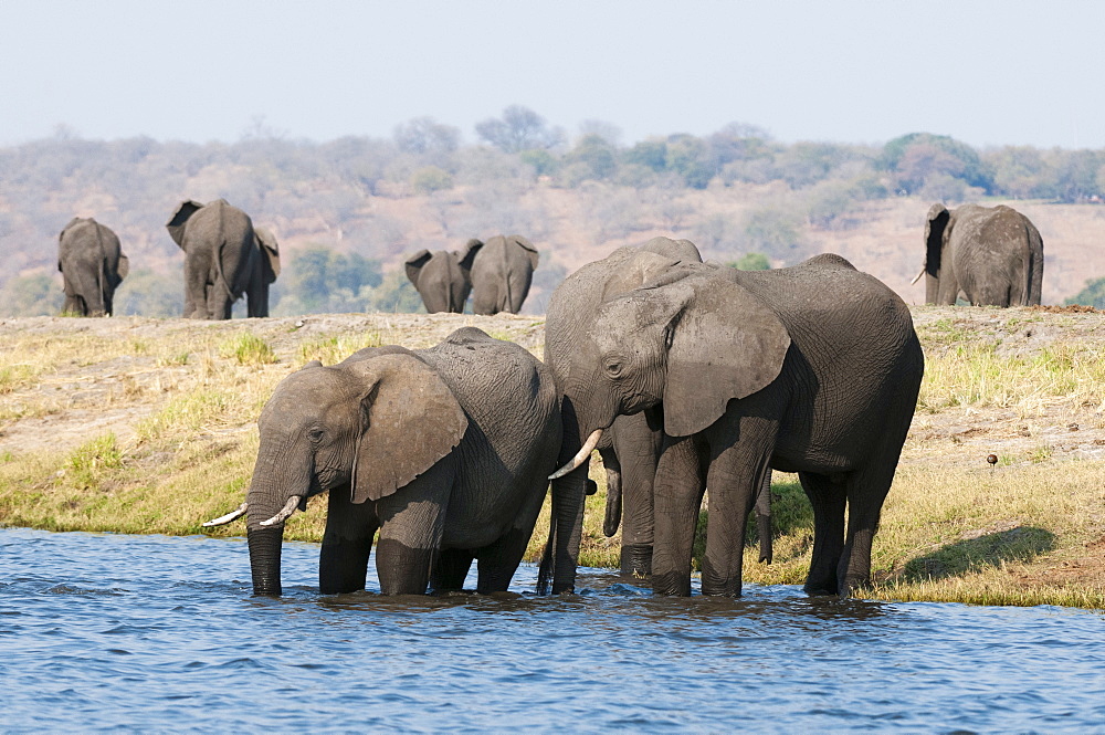 Elephants (Loxodonta africana), Chobe National Park, Botswana, Africa